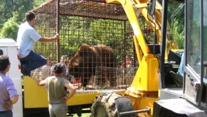 Twelve Bears Captured In C Romania To Be Transported To A Reservation