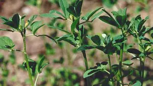 Seminţe importate din Egipt, implicate în răspândirea E.coli în Europa