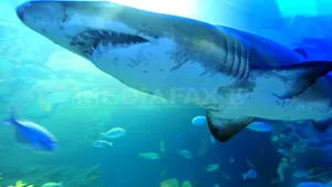 Un dinte uriaş de rechin, aparţinând unei specii preistorice, a fost găsit pe o plajă din SUA - FOTO