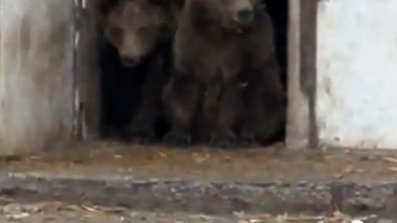 Cei patru lei şi doi urşi ai lui Nuţu Cămătaru vor fi duşi miercuri la Grădina Zoologică din Ploieşti - VIDEO
