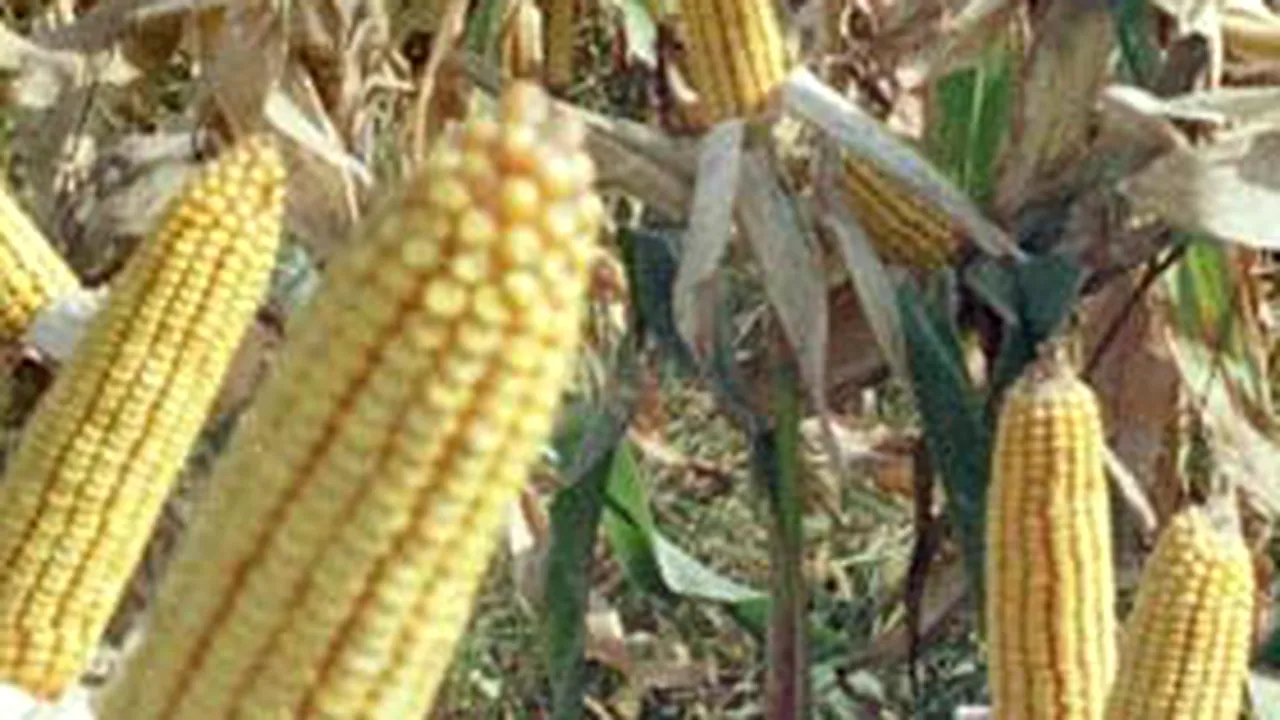 România ar putea fi al treilea mare producător de porumb din UE în acest an
