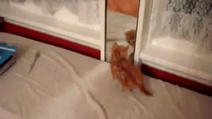 VIDEO AMUZANT: Un pisoi se luptă cu propria reflexie în oglindă