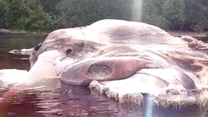 VIDEO O creatură marină IMENSĂ, găsită la ţărm de nişte localnici în Indonezia