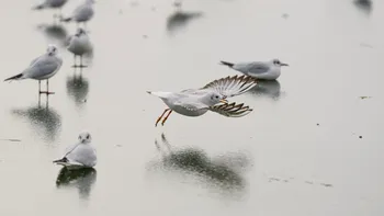 SOCIAL Minus 20 de grade și încă patru zile de ger continuu în România