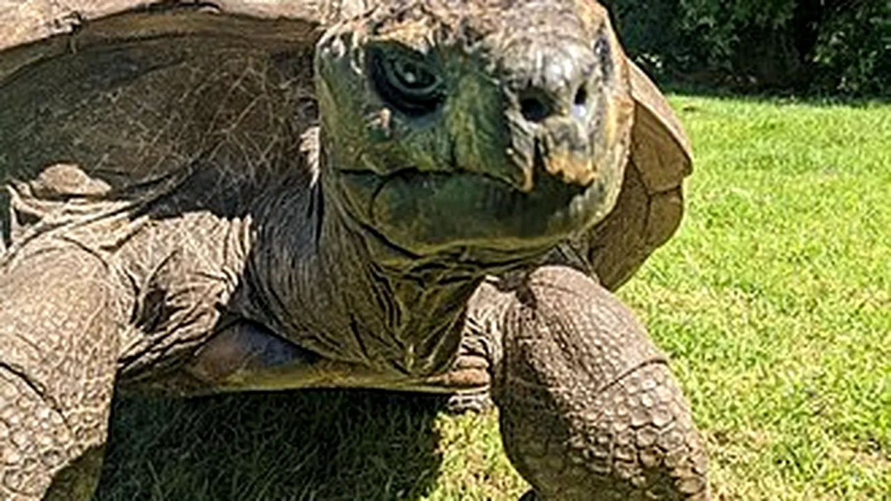 Broasca ţestoasă Jonathan, cel mai bătrân animal terestru din lume, împlineşte 190 de ani