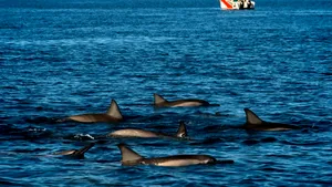 Mai mulţi delfini au fost găsiţi morţi pe o plajă din Mauritius, în zona în care vasul petrolier a cauzat un dezastru ecologic
