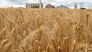 Mai suntem grânarii Europei? Preşedintele INS: În ultimii 15 ani, cu excepţia 2013- 2014, deficitele în agricultură au fost de un miliard