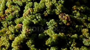 Strugurii, soluţia pentru o sănătate de fier