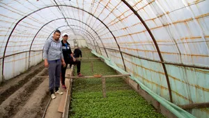 GALERIE FOTO DIZGRAŢIAŢII Agricultorii din închisori. Povestea deţinuţilor de la ferma Penitenciarului Târgu Jiu