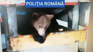 VIDEO Pui de urs captiv, găsit în gospodăria unui maramureşean / Reacţia ministrului Mediului:  „Un act de cruzime”