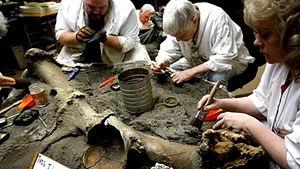 Fosilele unui mamut uriaş, descoperite în Los Angeles (Galerie Foto)