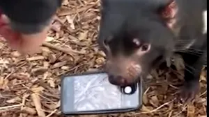 Mic dar încăpăţânat. Un diavol tasmanian refuză să înapoieze un smartphone VIDEO