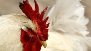 Obiceiul Cocoşului, unic în România, într-un sat dâmboviţean, în noaptea din Vinerea Mare