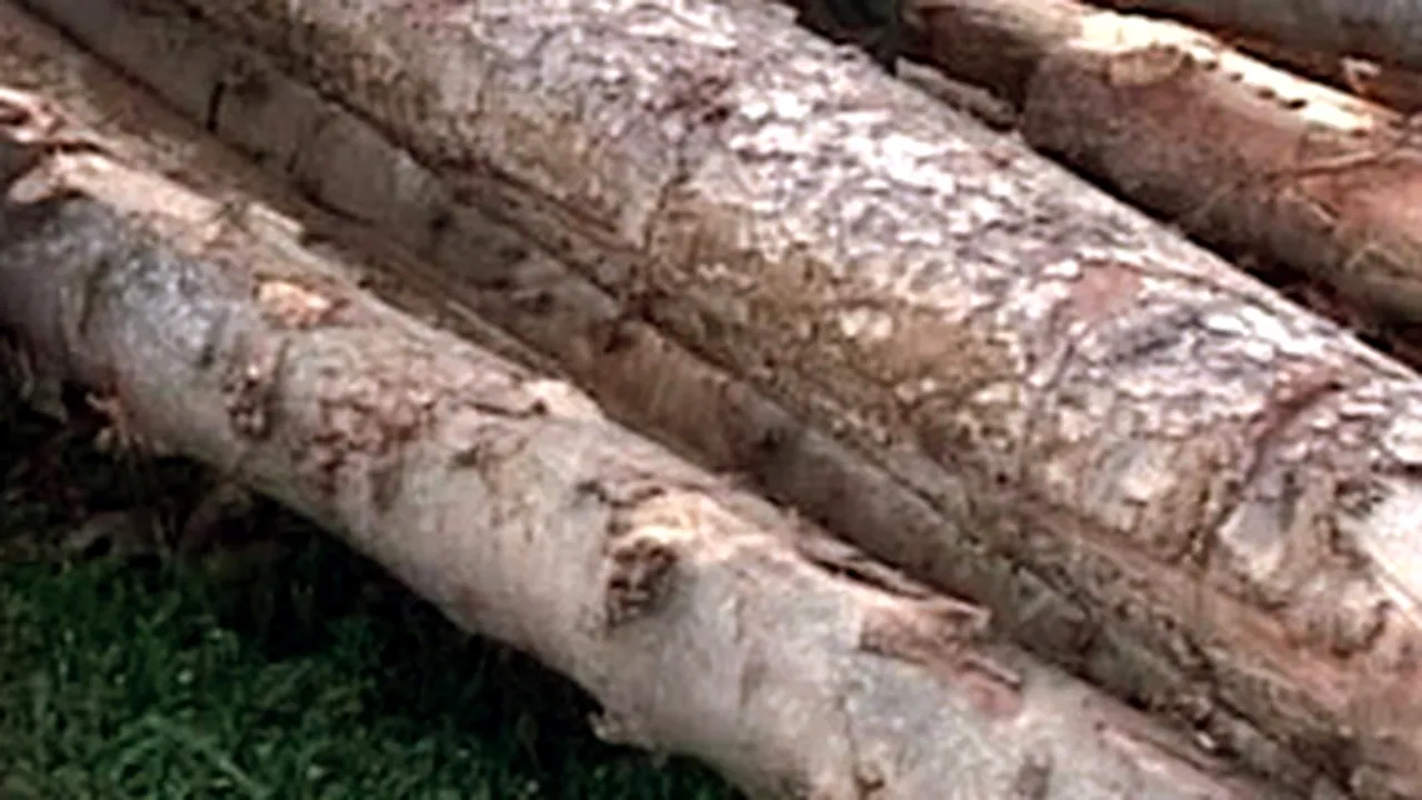Romania To Grant Subsidies For Agricultural, Forestry Products Processing Operations