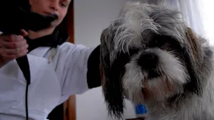 Opt cursanţi învaţă, la Cluj, cum se răsfaţă câinii