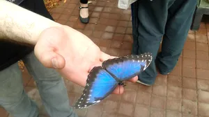 Expoziţie cu aproximativ 250 de fluturi vii, din specii tropicale, deschisă la Cluj-Napoca