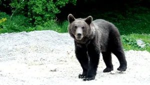Alertă în Sibiu: Urs semnalat pe DN7, în zona localității Veștem. Mesaj RO-Alert transmis populației