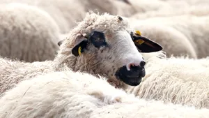 Autostrada A2 a fost blocată de oi şi măgari. Reacţia unuia dintre ciobani: „Brânza îţi place” - VIDEO