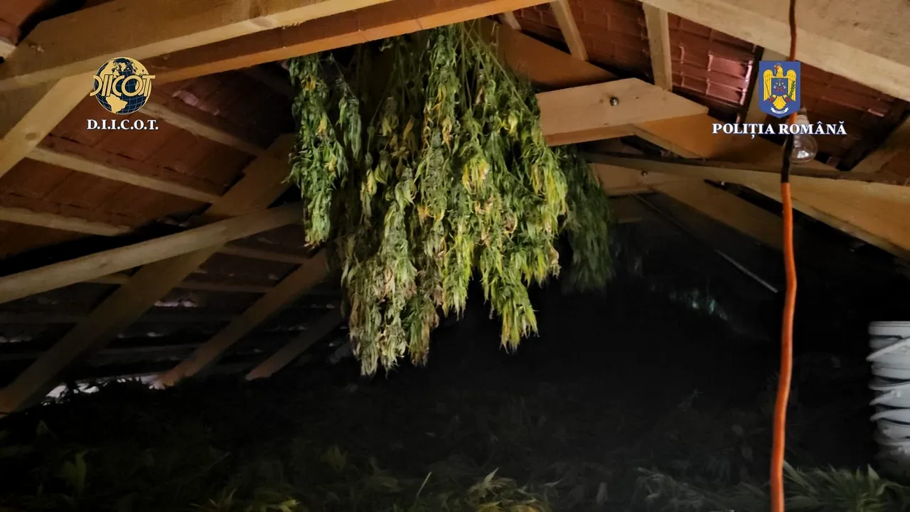 Cultură de canabis pe malul unui râu din Timiş. Zona era supravegheată video