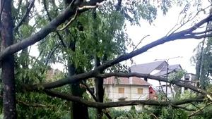Copaci căzuţi peste maşini, în mai multe zone din Craiova, din cauza vântului puternic