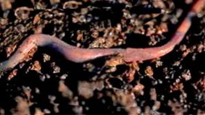 Râmele, în serviciul Jocurilor Olimpice de la Beijing