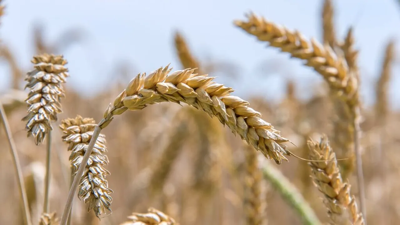 Unul dintre cele mai consumate alimente din lume, amenințat de schimbările climatice. Calitatea sa ar putea avea de suferit