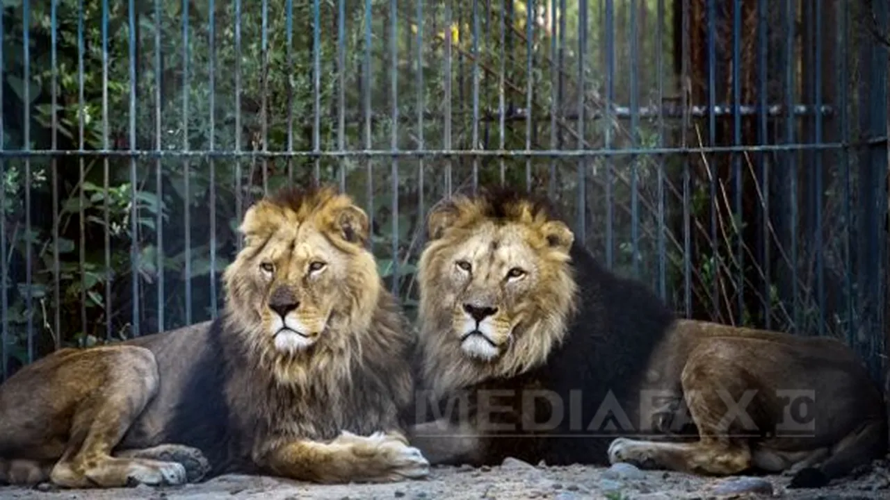 Grădina Zoologică din Chile a vaccinat împotriva COVID-19 un urangutan şi 9 pisici mari
