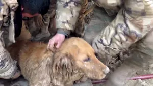 Un câine golden retriever a supravieţuit 30 de ore sub moloz după cutremurul din China