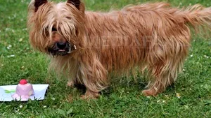 Câinii din Bruxelles au propriul bar, dar încă nu au bune maniere - FOTO