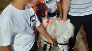 Ponei folosit pentru plimbări de agrement în Satul de vacanţă Constanţa, confiscat de autorităţi. A fost predat Complexului Muzeal de Ştiinte ale Naturii Constanţa pentru a beneficia de îngrijire medicală de specialitate