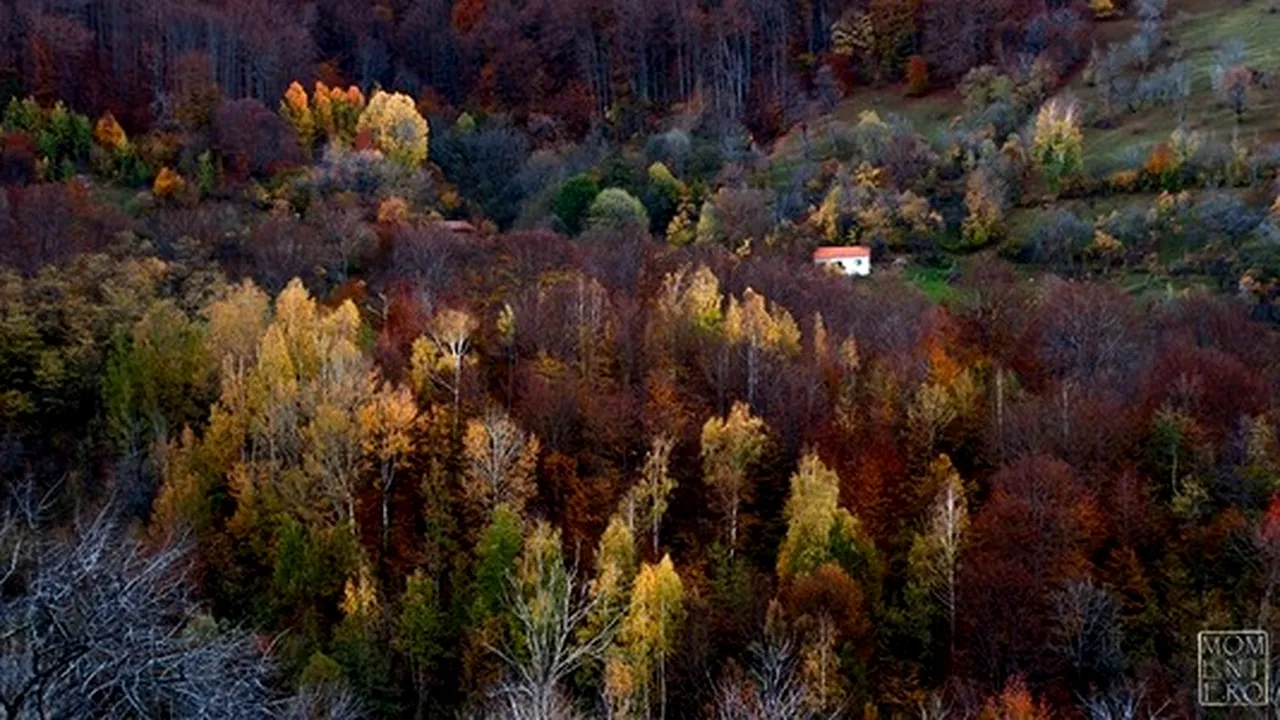 Caz fericit într-un cătun din Timişoara: Cum au reuşit preotul şi pădurarul să oprească tăierea a 800 de fagi din sat