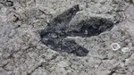 Fosila unei păsări „Frankenstein” i-a lăsat pe oamenii de știință complet uluiți. A trăit acum 150 de milioane de ani și este una dintre cele mai vechi păsări cunoscute