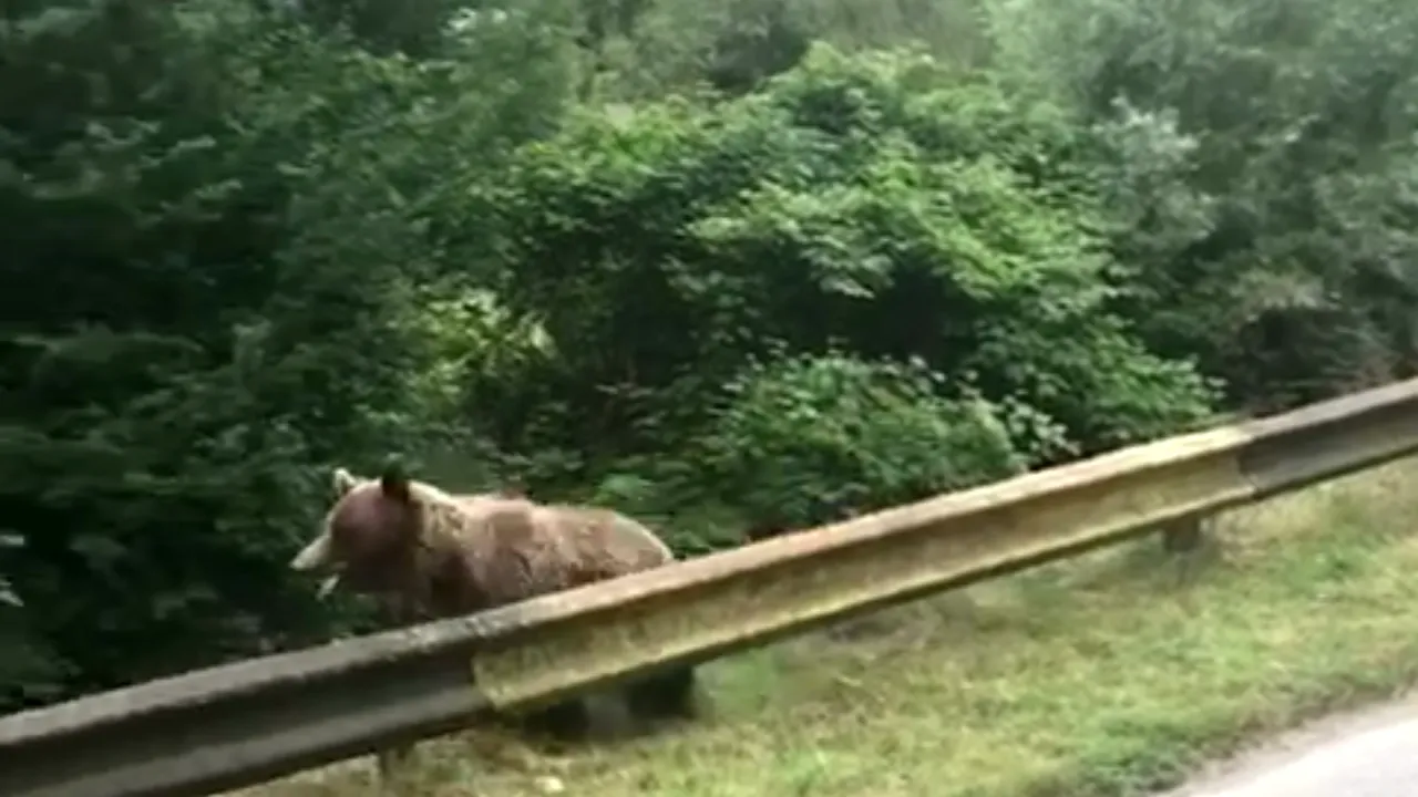 VIDEO: O ursoaică şi puii ei au provocat momente de panică în Prahova