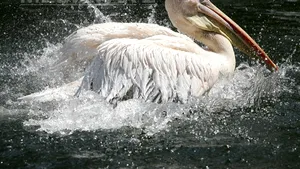 ANSVSA: Gripă aviară, depistată la o specie de pelicani din Delta Dunării
