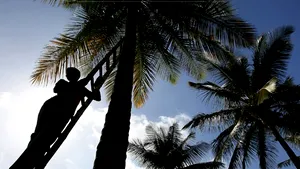 Mumbai: Nucile cocotierilor, culese pentru a nu-l lovi pe Barack Obama