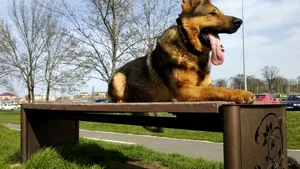 Câinele poliţist Ozzy a ajutat la găsirea unei femei rătăcite în judeţul Bihor