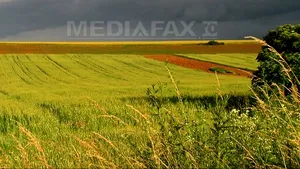 Cum a intrat România în războiul culturilor modificate genetic