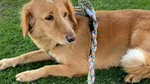 Emoționant! Un câine dispărut s-a întors acasă după ce a înotat 160 de kilometri