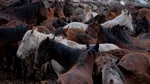 Familie atacată de o turmă de cai sălbatici în zona Como. Autoritățile au intervenit cu elicopterul