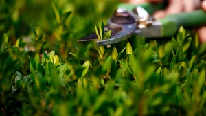 Nu arunca CD-urile vechi. Sunt cea mai ieftină metodă de a-ți proteja grădina primăvara