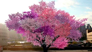 Proiect inedit: Pomul care produce 40 de tipuri de fructe - FOTO