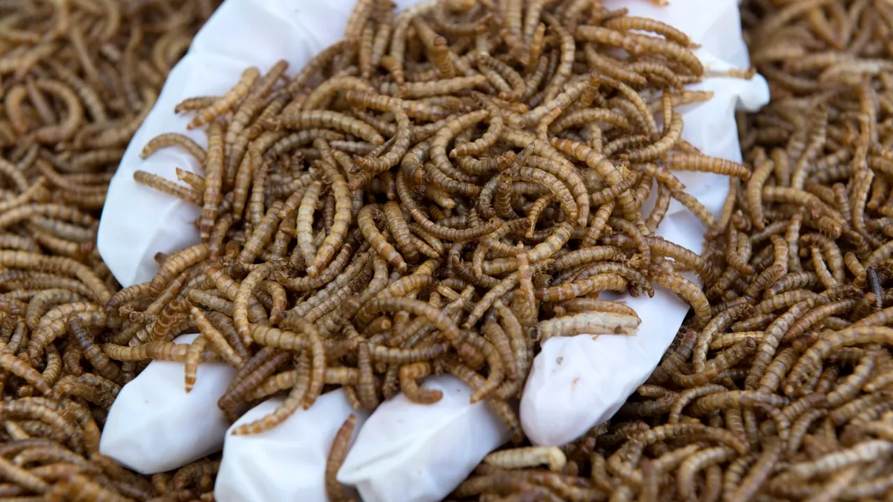 Comercianţii, obligaţi să asigure informaţii clare despre produsele alimentare ce conţin insecte
