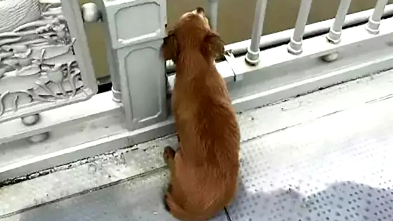 Hachiko din Wuhan, câinele care-şi aşteaptă în zadar stăpânul. Povestea tristă din spatele imaginilor. FOTO