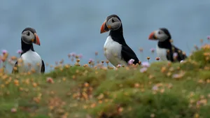 Celebrele părăsi Puffin sunt pe cale de dispariţie, în Marea Britanie. Care sunt principalele cauze
