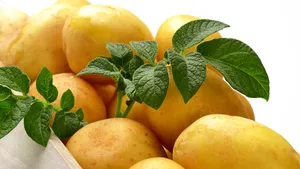 Mănânci 96 kilograme de cartofi anual. Ştii să îi consumi sănătos?