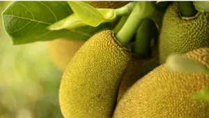 Un nou super-aliment: Jackfruit, fructul-minune care costă 100 de euro şi este aproape necunoscut în Europa