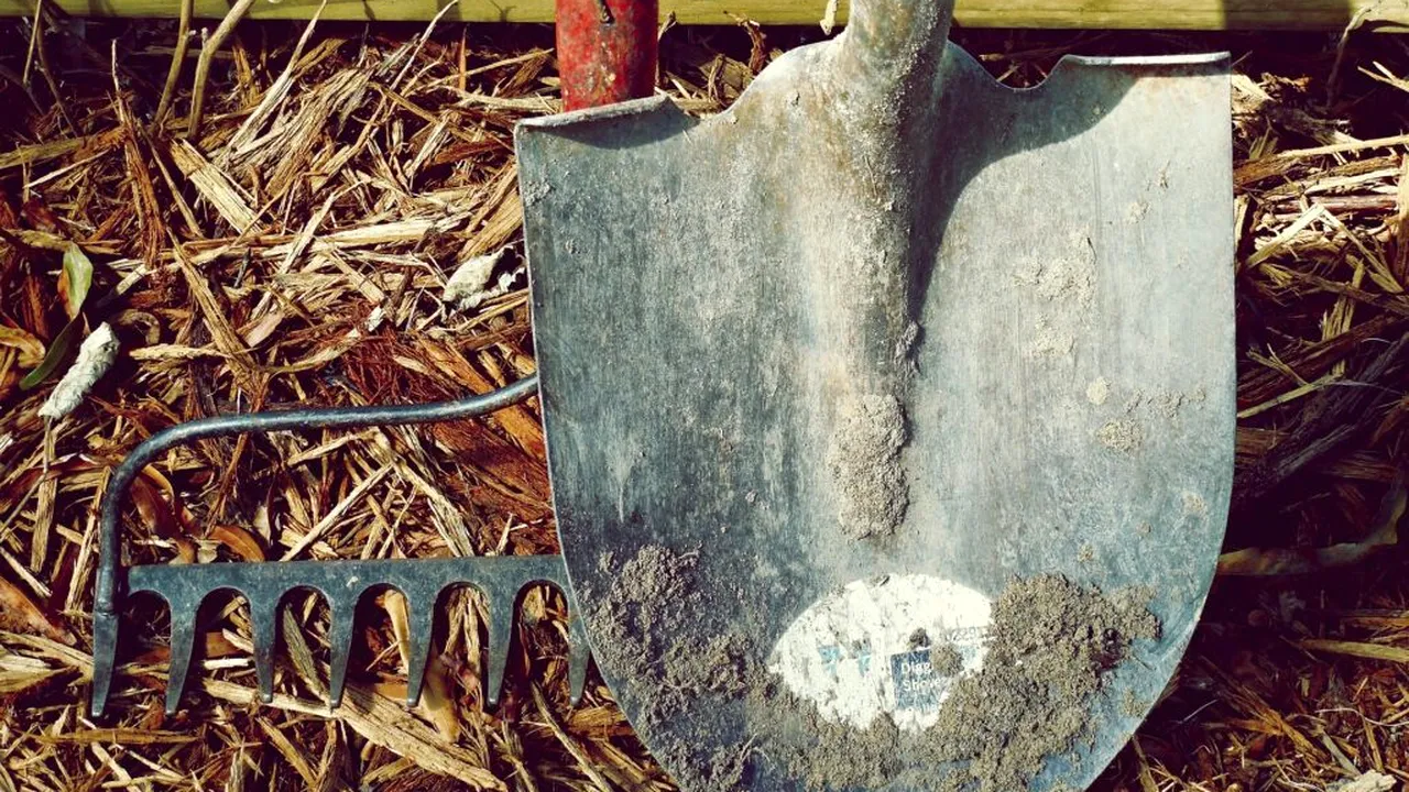 Ce legume pot fi plantate în iunie și recoltate la sfârșitul verii. Recomandările unui expert în grădinărit