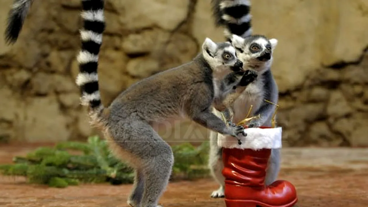 Austria: Escapada a doi lemuri s-a încheiat în barul unui hotel