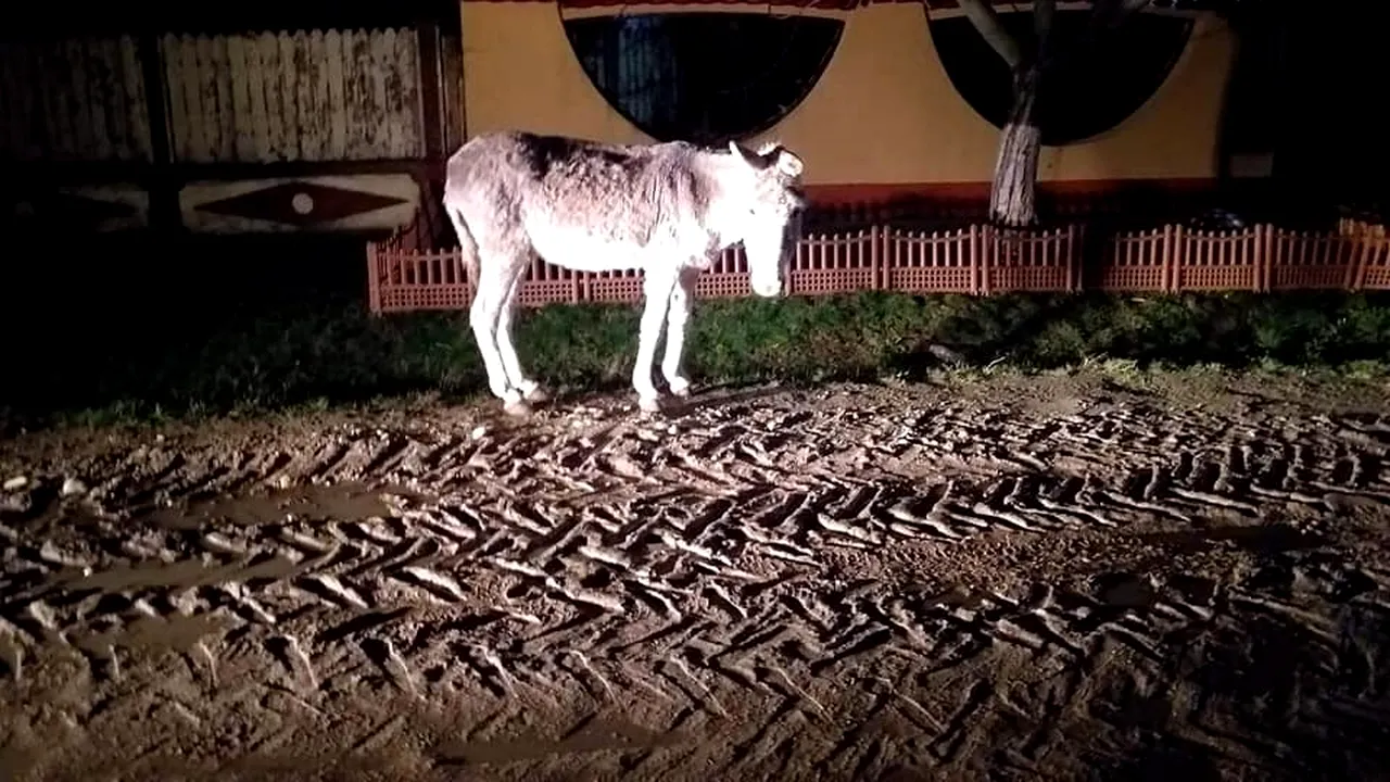 Apel pe Facebook pentru salvarea unui măgar alungat de un bărbat din Argeş. FOTO