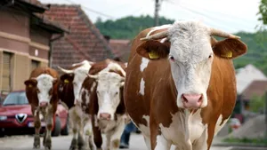 Statul va plăti crescătorilor de bovine un ajutor financiar de 410 lei/cap de animal